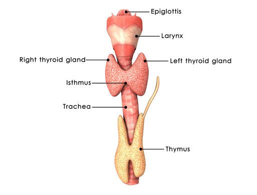 Signs and Symptoms of Thyroid Problems 2 - Florida Medical Clinic