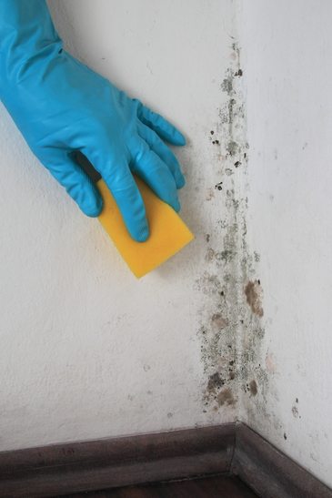 Mold, Mildew, and Your Health - Florida Medical Clinic