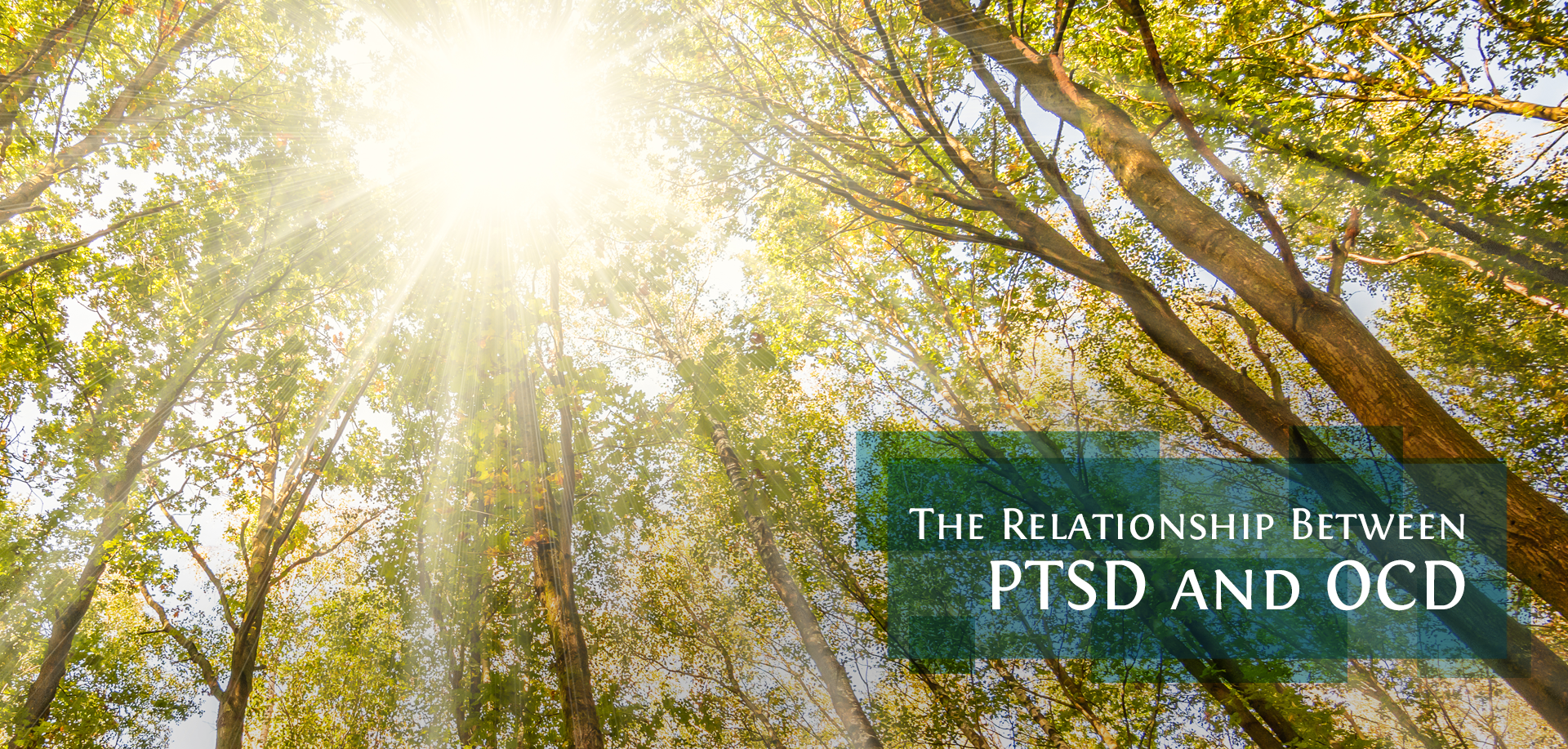 Sunlight shining through trees with text The Relationship Between PTSD and OC