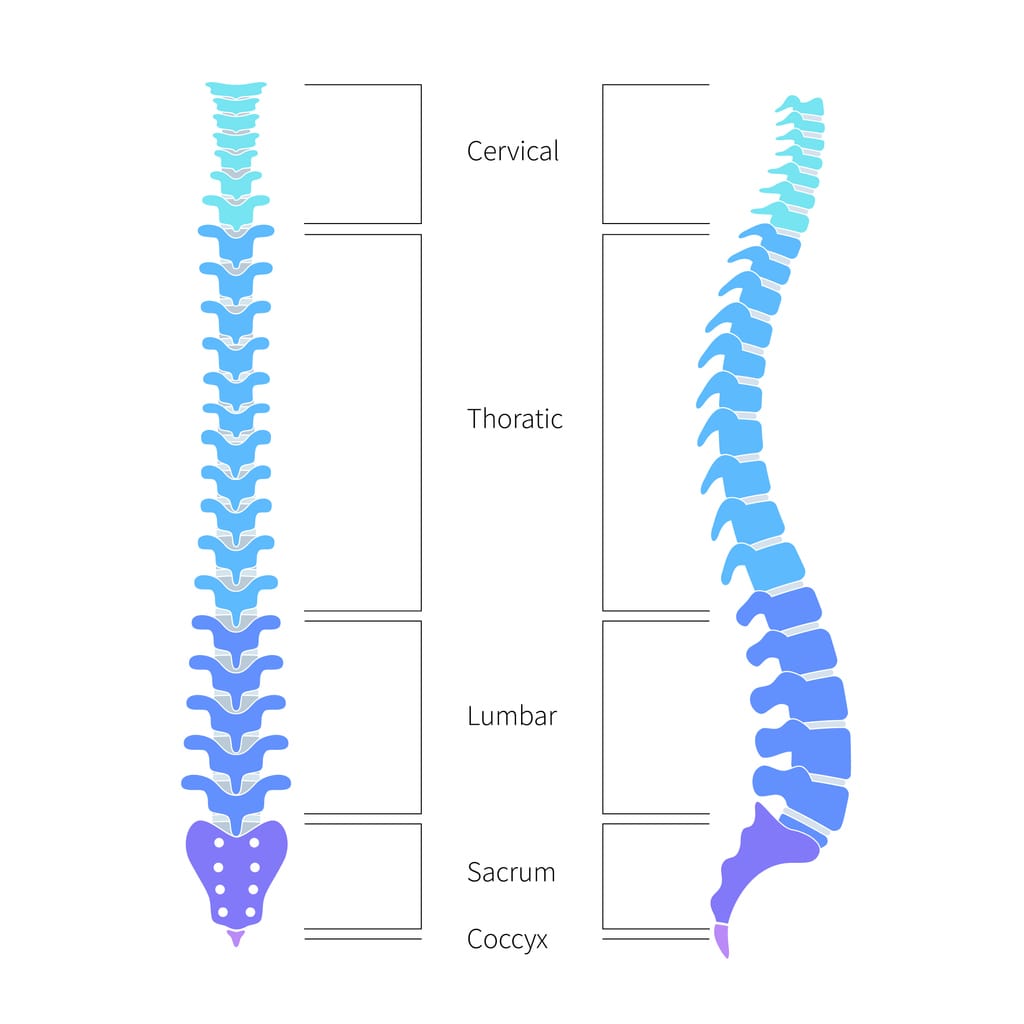 Vector illustration of human spine structure