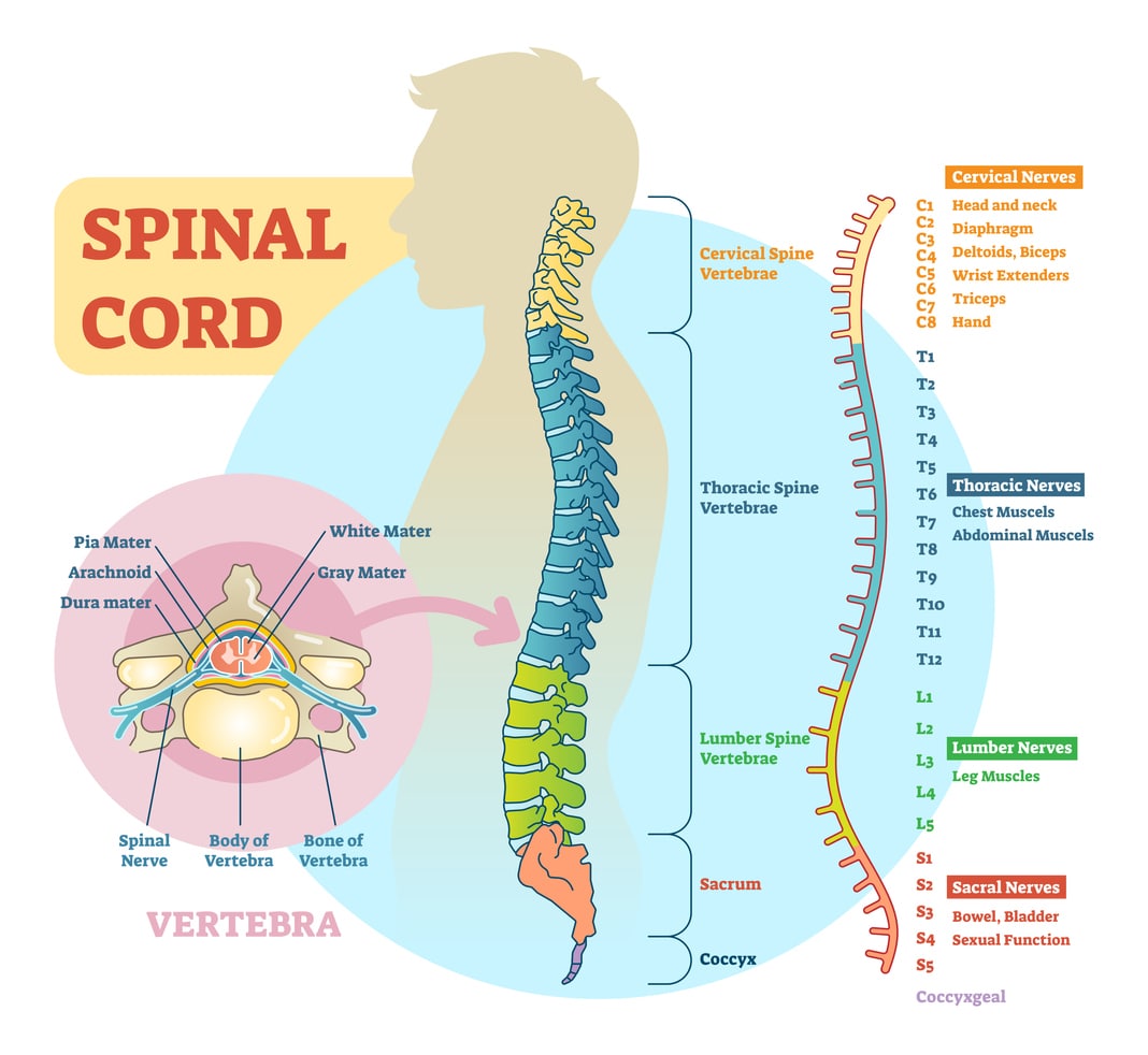 a detailed description of the nerves making up the spinal cord