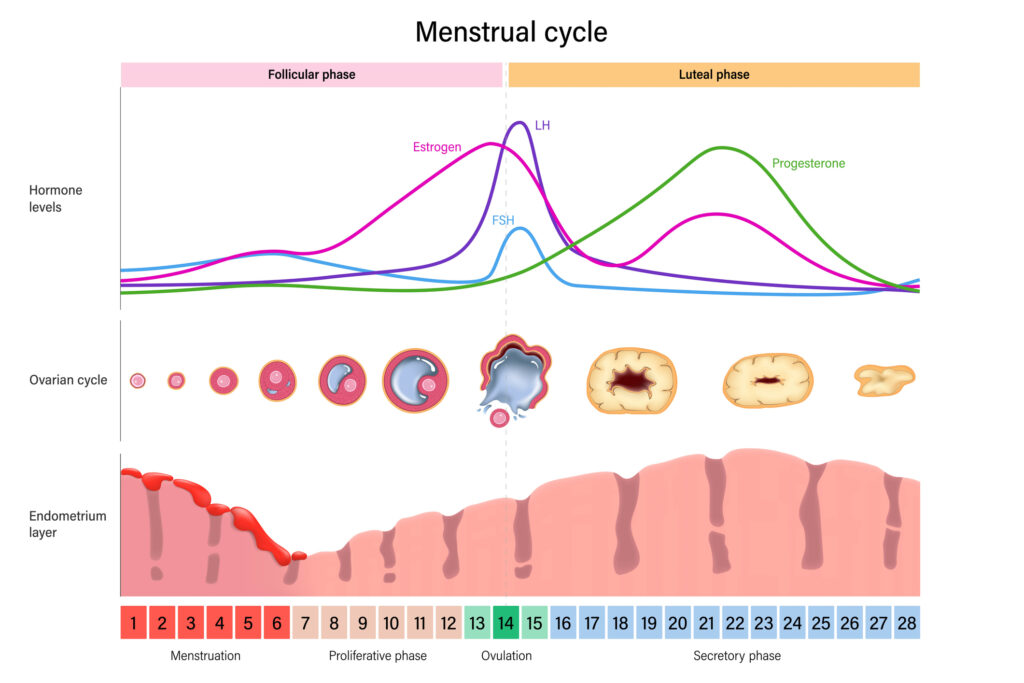 Stages of the menstrual cycle
